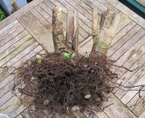 privet bonsai roots